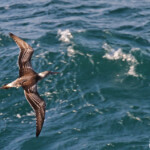 Australasian gannet, Fou austral, Noosa