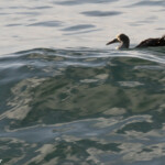 Australasian gannet, Fou austral, Noosa