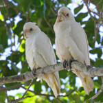 Little corella, Cacatoes corella, Noosa