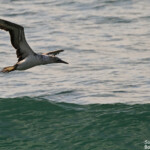 Australasian gannet, Fou austral, Noosa