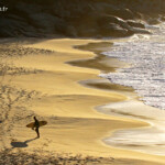 Retour du surf sur la plage de Noosa