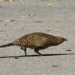 Faisan de Colchide, Noosa