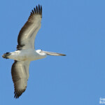 Pélican australien, Noosa