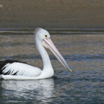 Pélican australien, Noosa