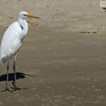 Grande aigrette modesta, Noosa