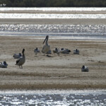 Pélicans australiens, Noosa