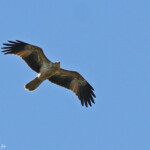 Whistling kite, Milan siffleur, Noosa