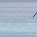 Jeune fou brun, Tikehau
