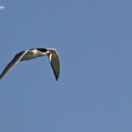 Sterne huppée, Tikehau