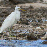 Aigrette sacrée