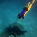 Raie manta dans le lagon de Tikehau