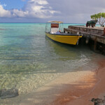 Raie pastenague devant la pension Hakamanu