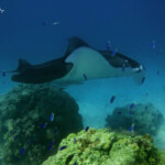 Raie manta dans le lagon de Tikehau