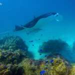 Raie manta dans le lagon de Tikehau