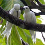 Gygis blanche, Tikehau