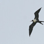 Frégate ariel femelle, Tikehau