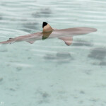 Requin à pointe noir près de l'embarcadère de Tikehau