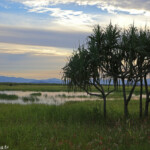 Pandanus au bord de la zone humide de Palendera Park