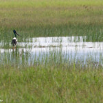 Jabiru d'Asie, Pallarenda Park