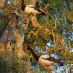Canaroie semipalmée, Magpie Goose, Pallarenda park
