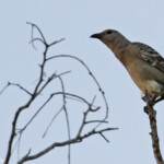 Echenilleur terrestre, Barred Cuckooshrike, Pallarenda park
