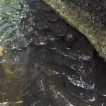 Les anguilles sacrées aux yeux bleus