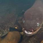 Les anguilles sacrées aux yeux bleus