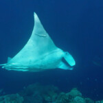 Raie manta dans la passe de Pouembout