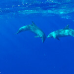 Grands dauphins
