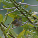 Zostérops à dos gris