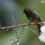 Bulbul à ventre rouge, Huahine