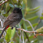 Bulbul à ventre rouge, Huahine
