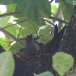 Nid de noddi brun sur le port de Tahateao