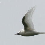 Gygis blanche, Port de Tahateao