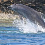 Grands dauphins dans la passe de Tiputa