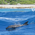Grands dauphins dans la passe de Tiputa