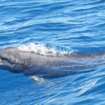 Grands dauphins dans la passe de Tiputa