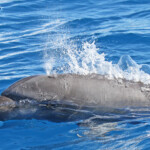 Grands dauphins dans la passe de Tiputa