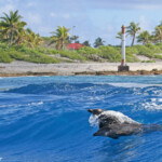 Grands dauphins dans la passe de Tiputa