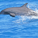 Grands dauphins dans la passe de Tiputa