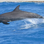 Grands dauphins dans la passe de Tiputa