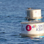 Sterne à dos gris sur les balises du sentier sous-marin