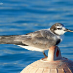 Sterne à dos gris sur les balises du sentier sous-marin