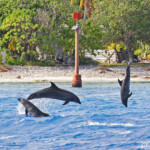Grands dauphins dans la passe de Tiputa