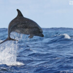 Grand dauphin dans la passe de Tiputa