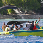 Grands dauphins dans la passe de Tiputa