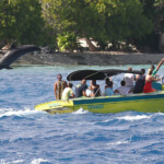 Grands dauphins dans la passe de Tiputa
