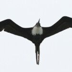 Frégate du Pacifique