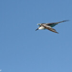 Sterne à dos gris en vol devant la pension Cécile