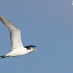 Sterne huppée en vol devant la pension Cécile